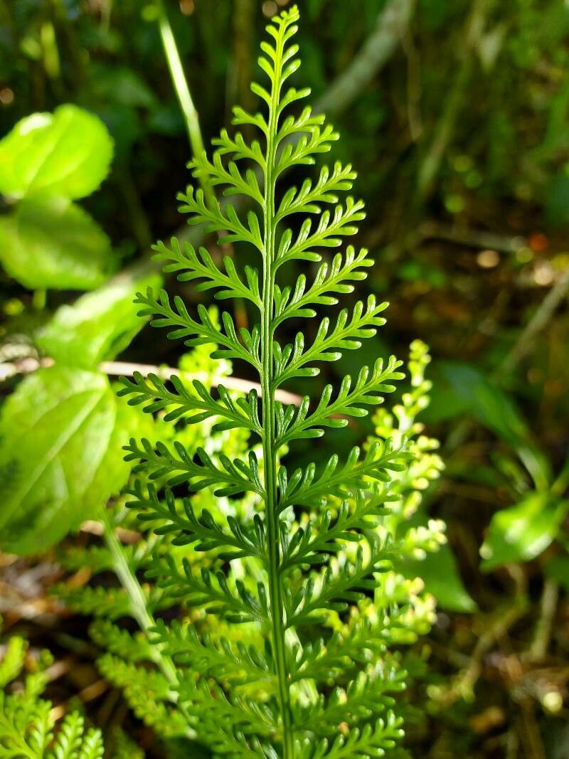 Asplenium rutifolium — houseplant care guide