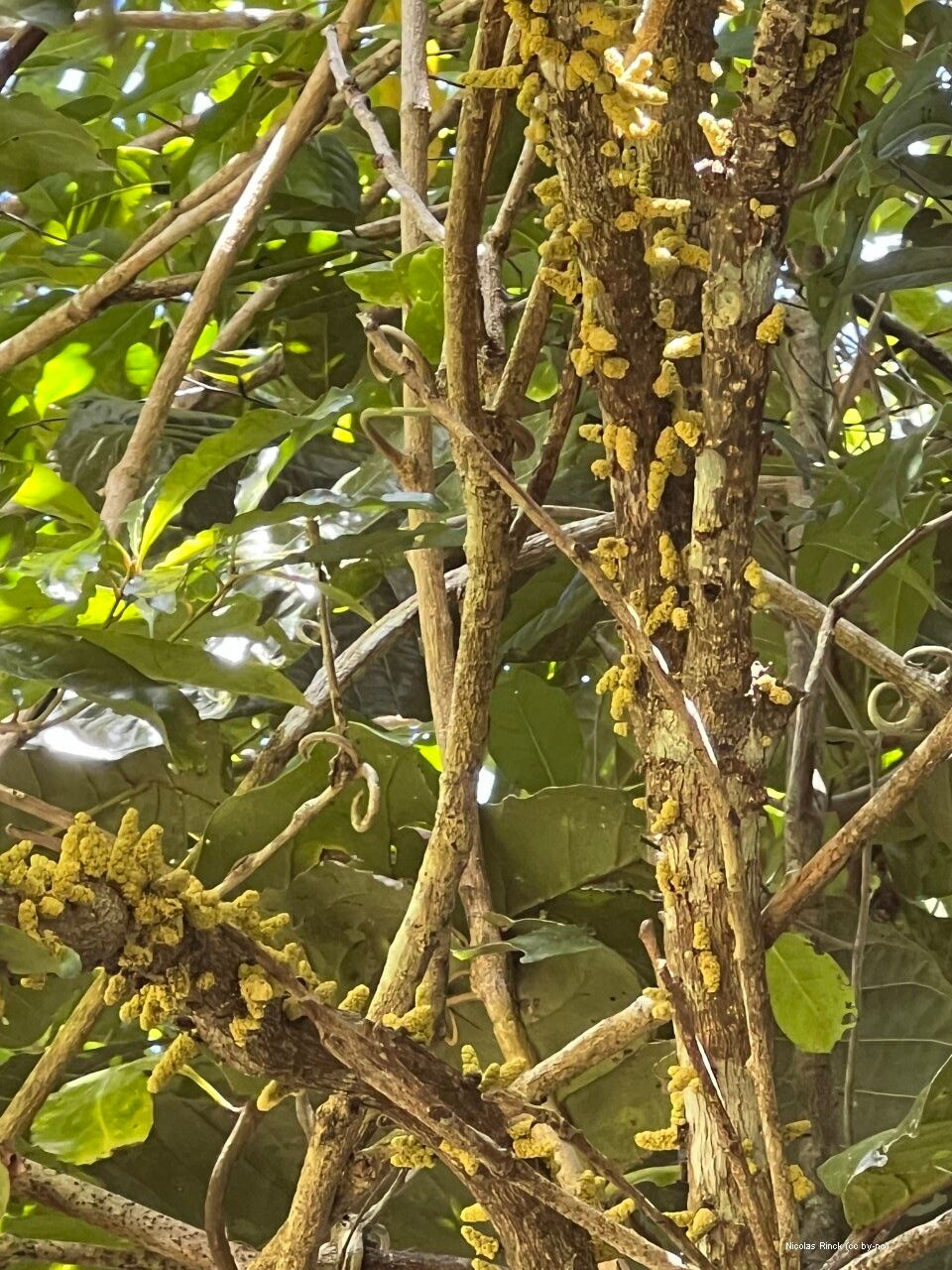 Bocquillonia grandidens flower