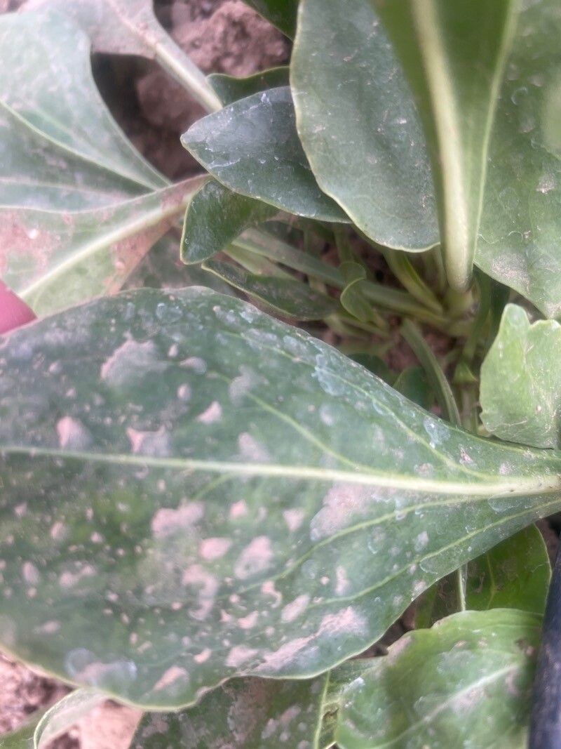 Penstemon havardii leaf