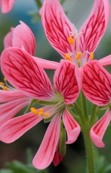 Pelargonium quarciticola — houseplant care guide