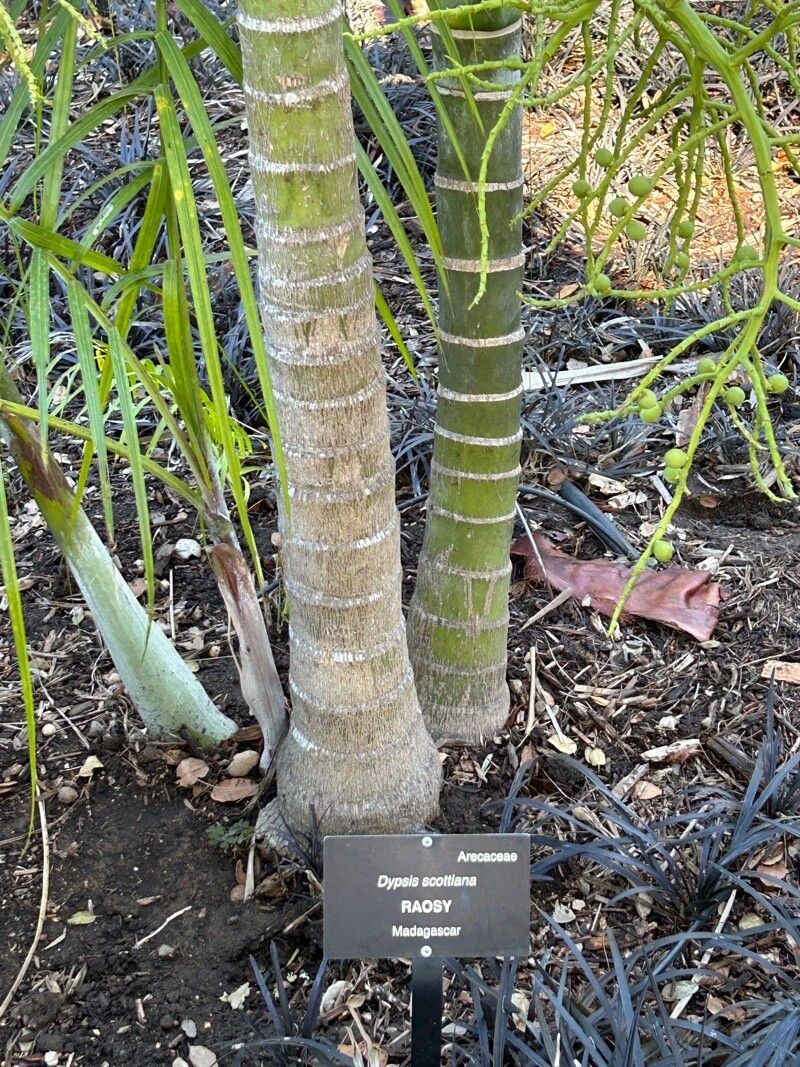 Dypsis scottiana bark