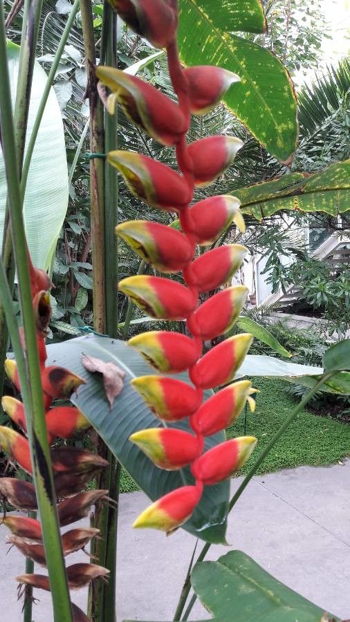 Heliconia rostrata flower