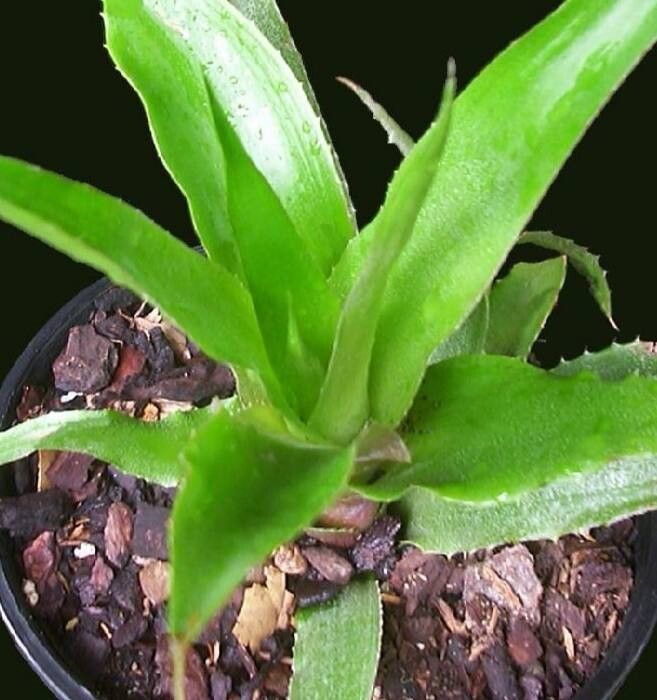 Orthophytum leprosum — related species from the same genus