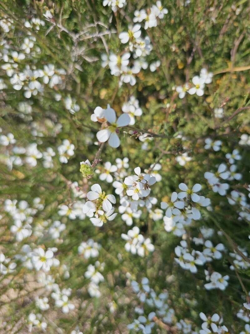 Erucaria microcarpa flower