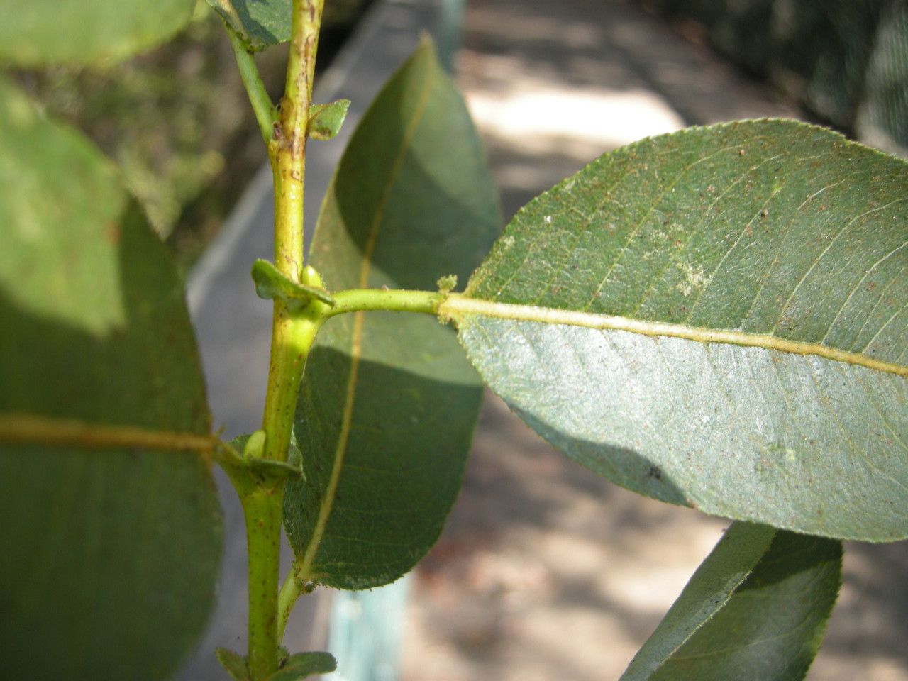 Salix lutea — search result for 'western Canada'