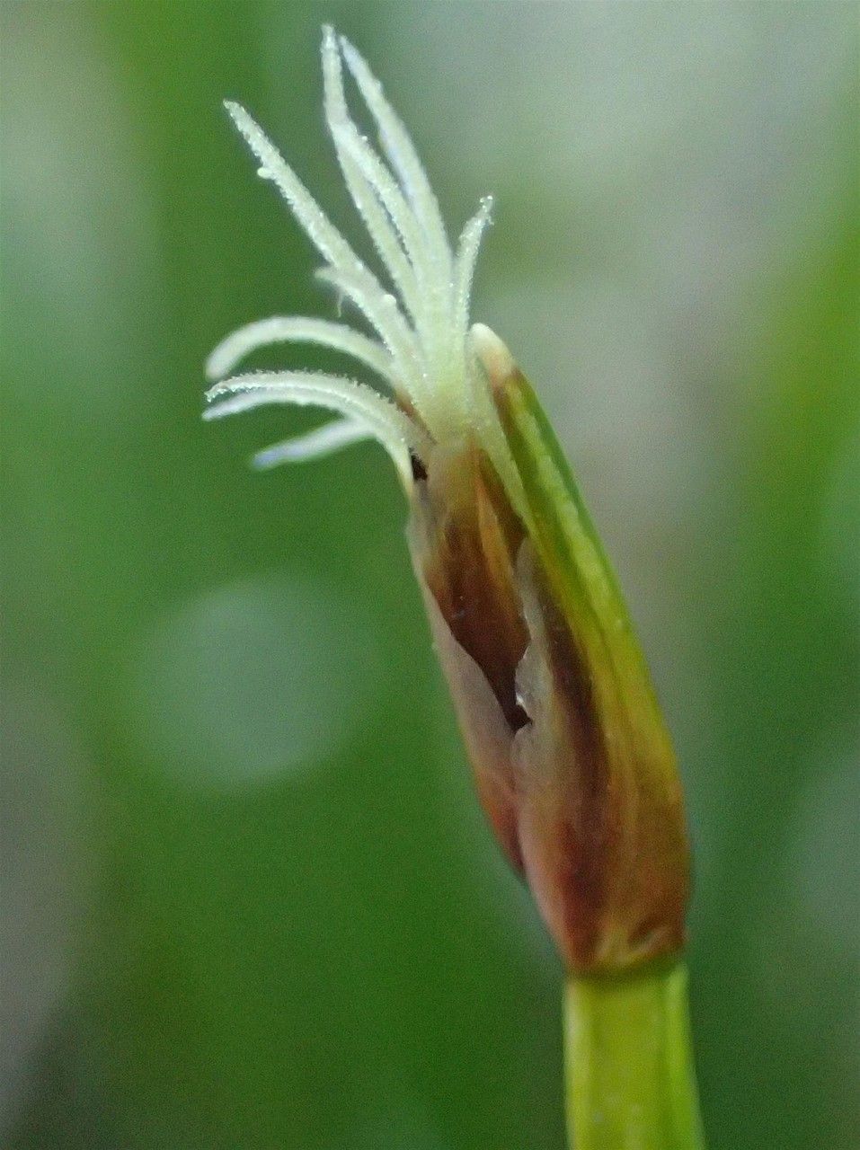 Trichophorum cespitosum flower