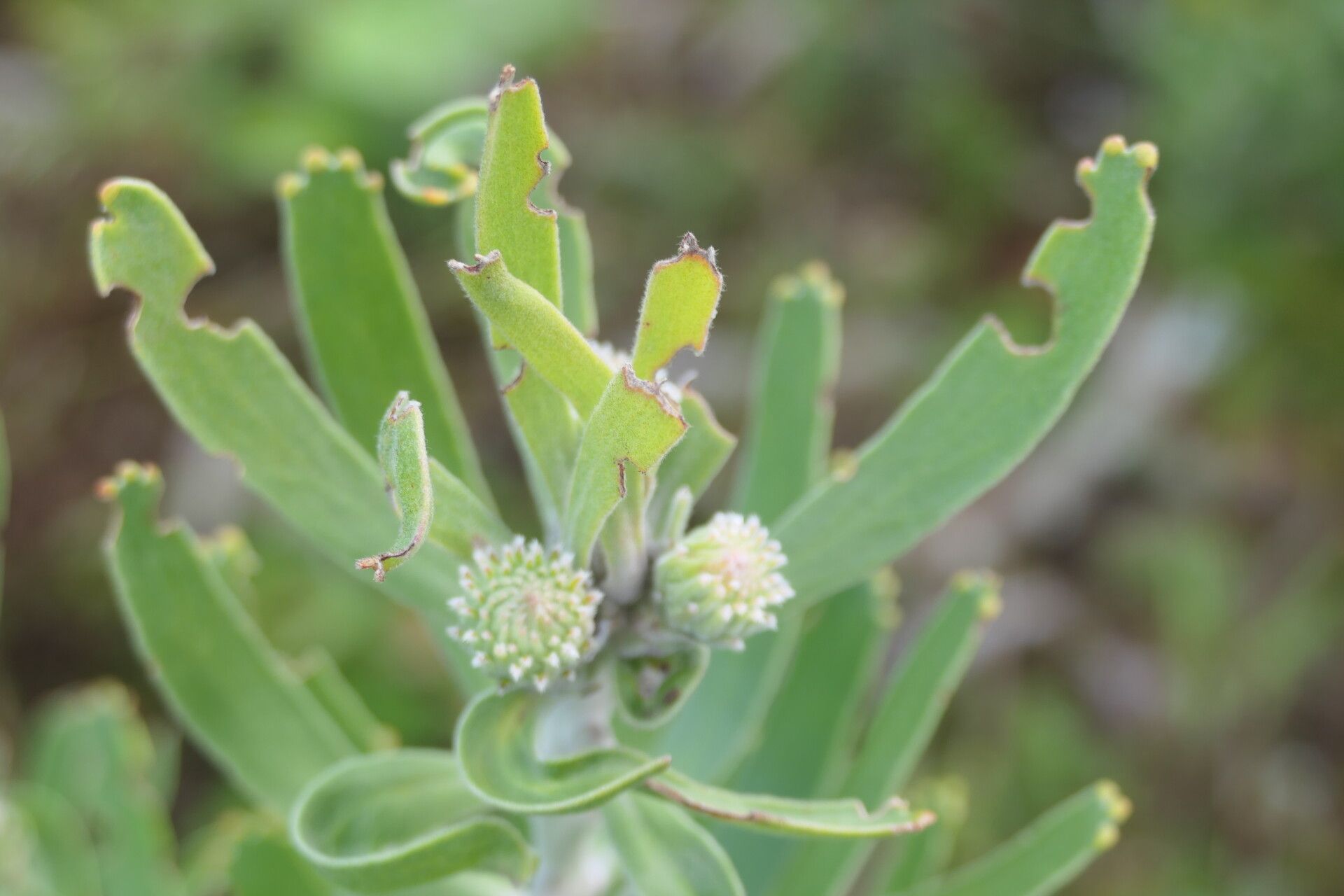 Leucospermum erubescens