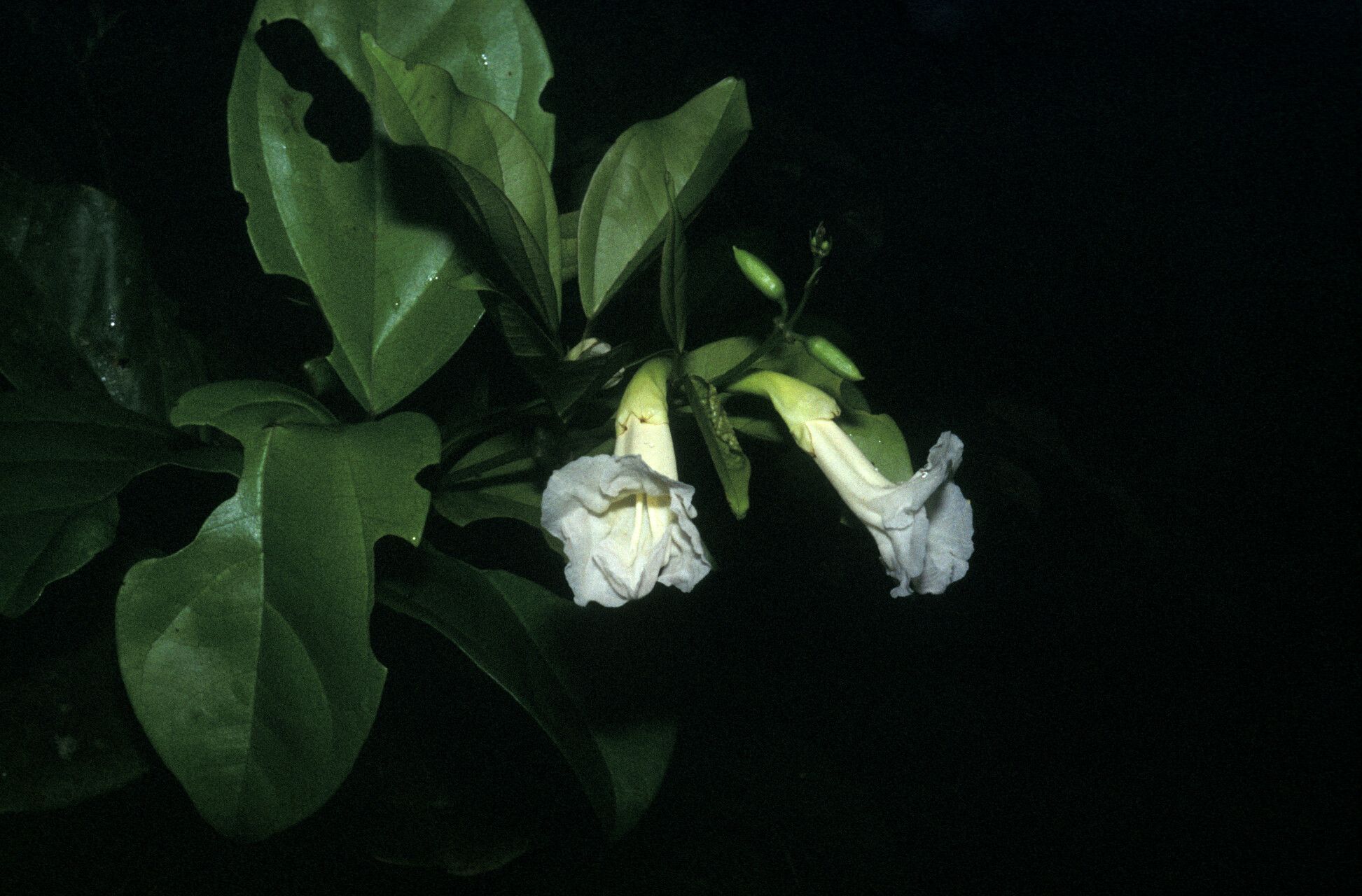 Fridericia japurensis — houseplant care guide