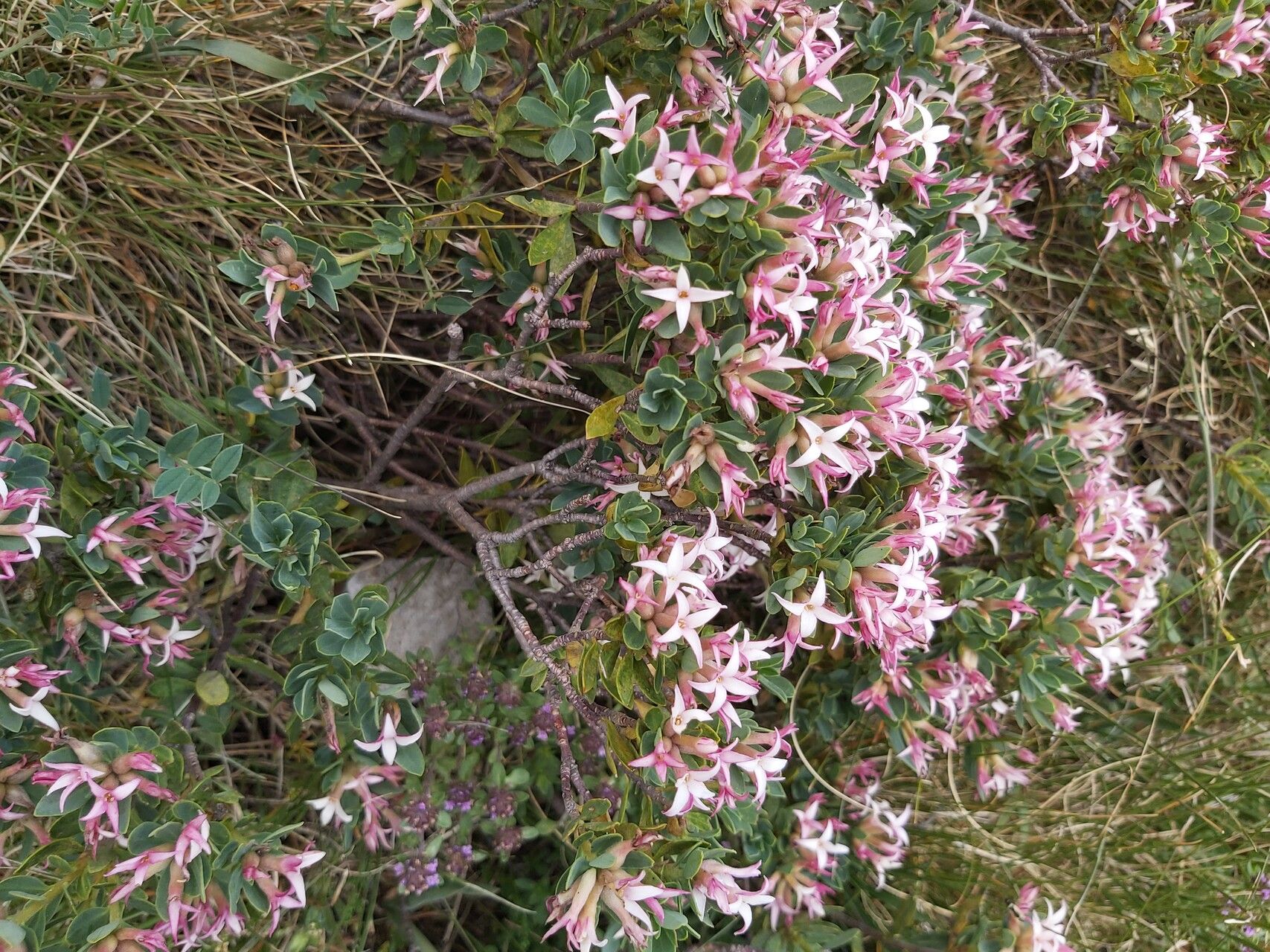 Daphne kosaninii flower
