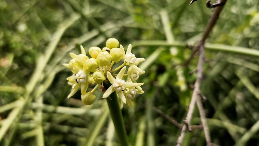 Cynanchum acidum — related species from the same genus