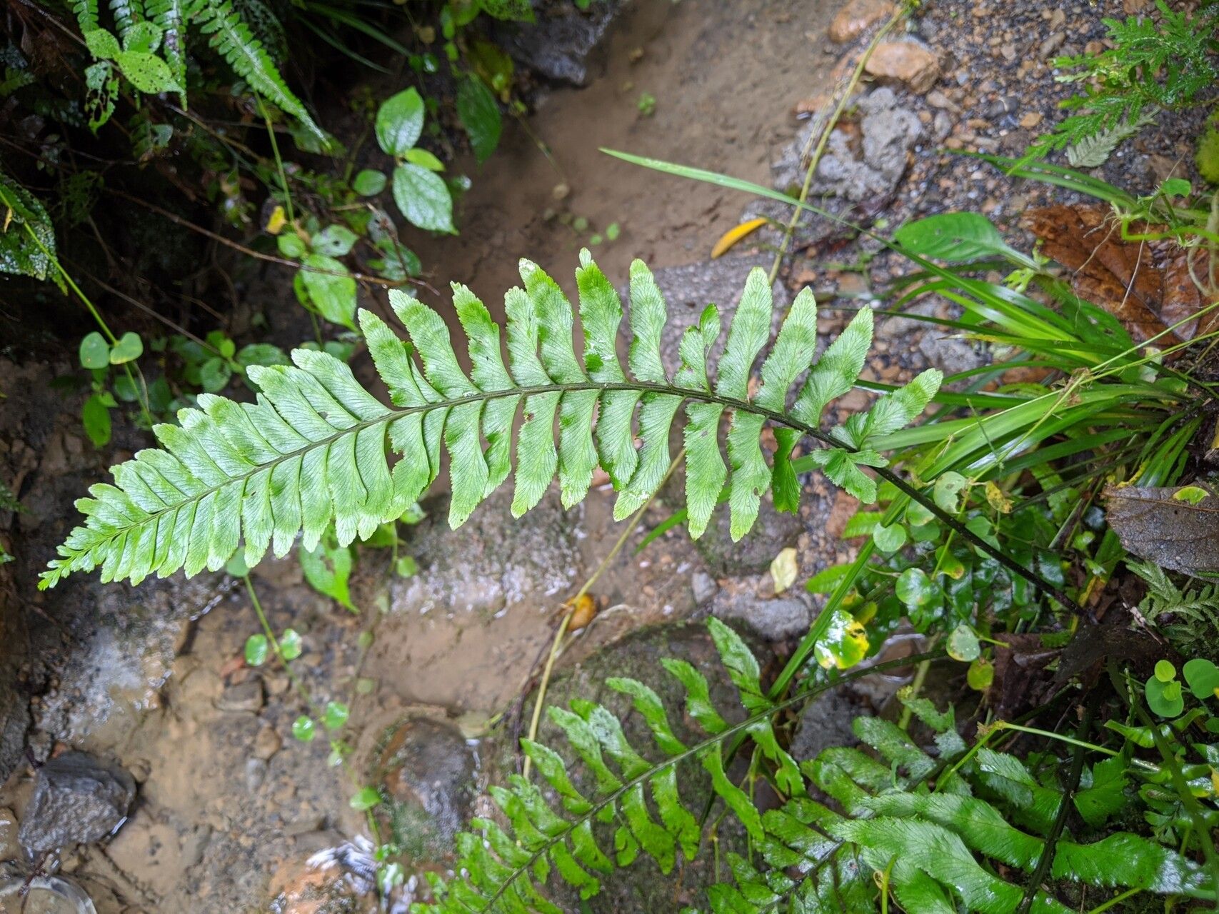 Hymenasplenium obscurum — related species from the same genus