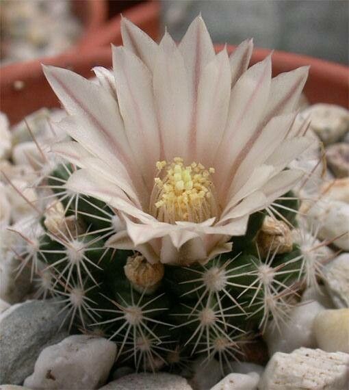 Mammillaria coahuilensis — search result for 'Mammillaria'
