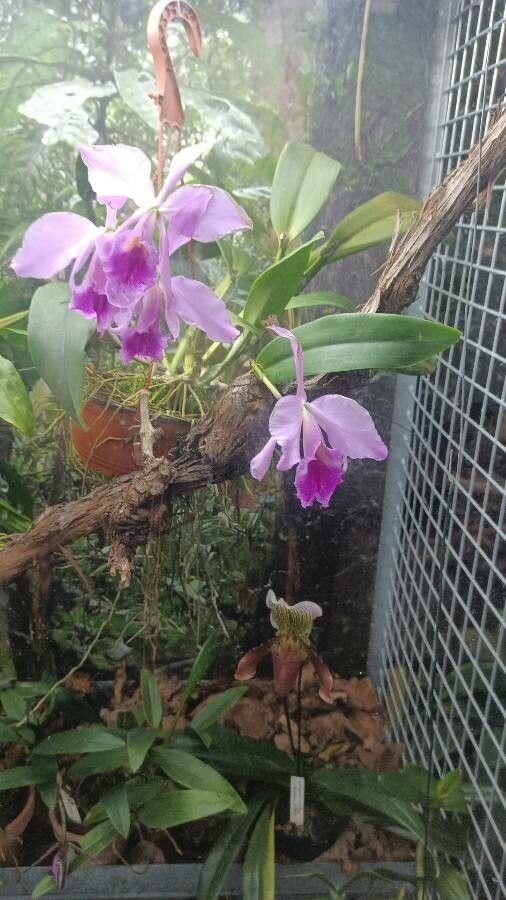 Guarianthe skinneri flower