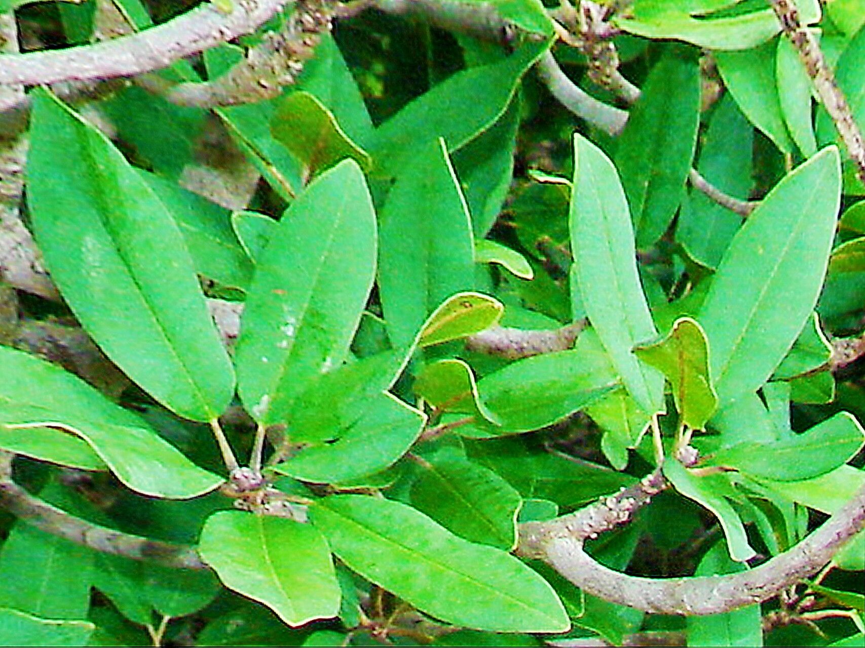 Manilkara jaimiqui — houseplant care guide