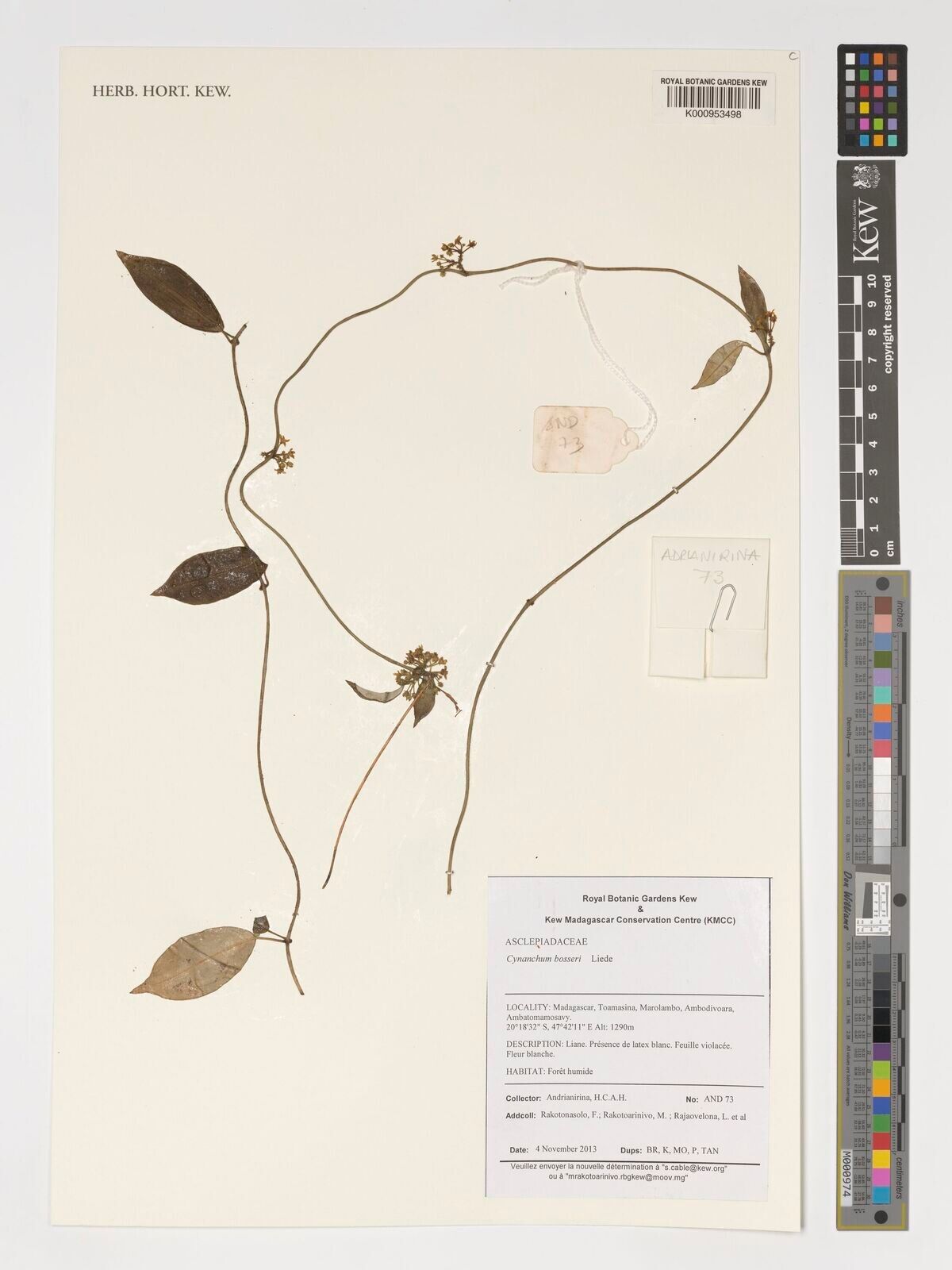 Cynanchum bosseri — houseplant care guide