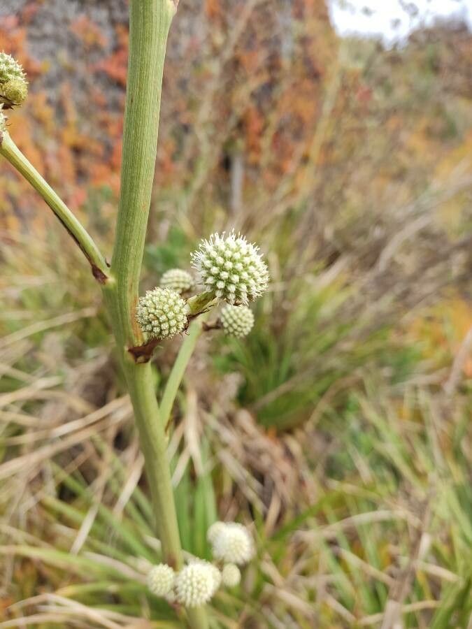 Eryngium yuccifolium flower