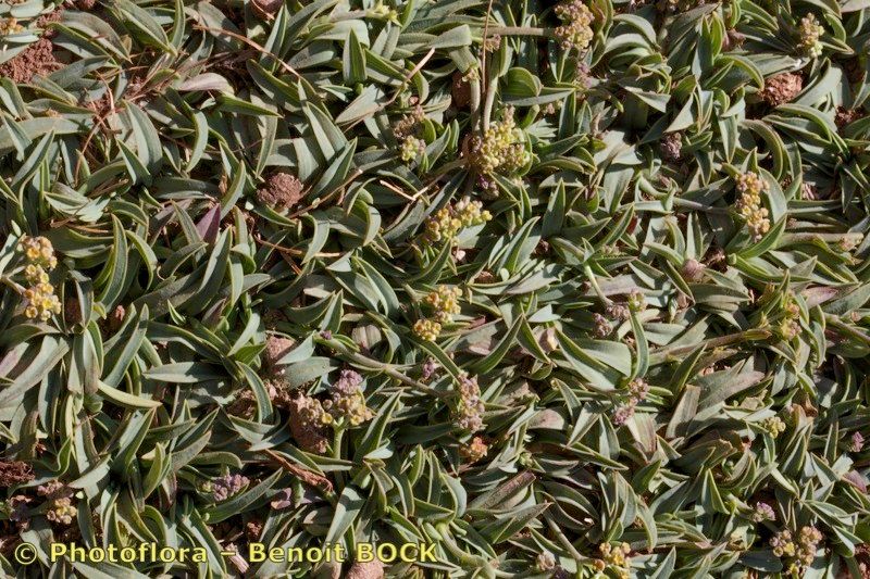 Bupleurum atlanticum — search result for 'Bupleurum'