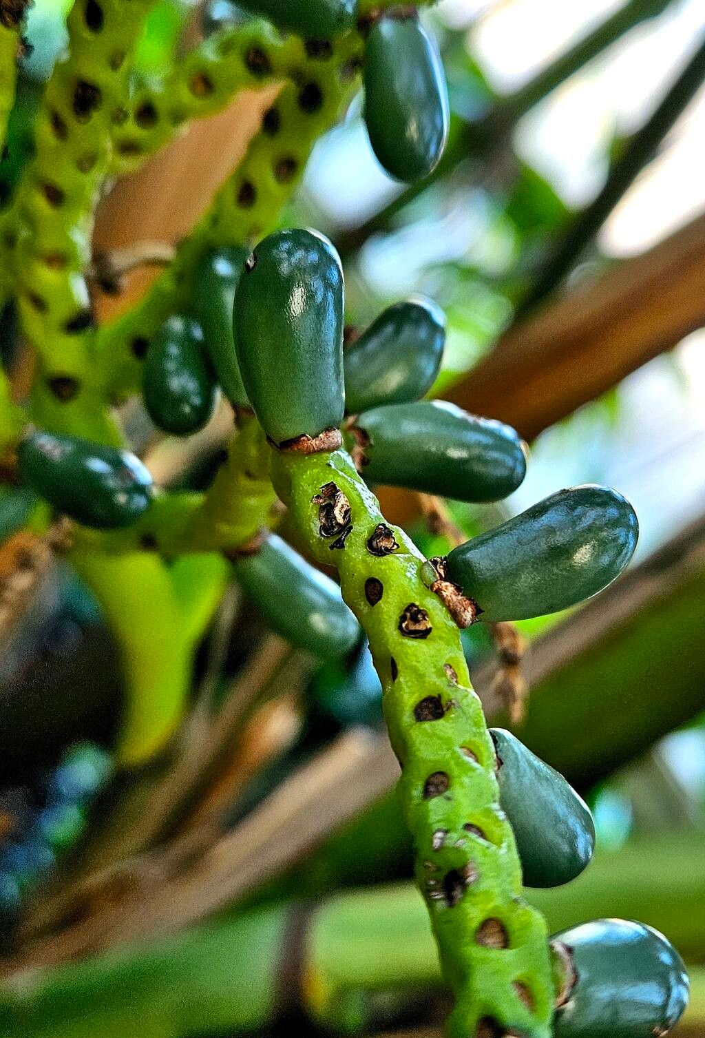 Chamaedorea alternans fruit