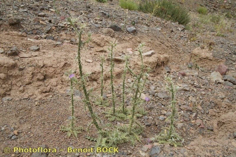 Carduus chevallieri habit