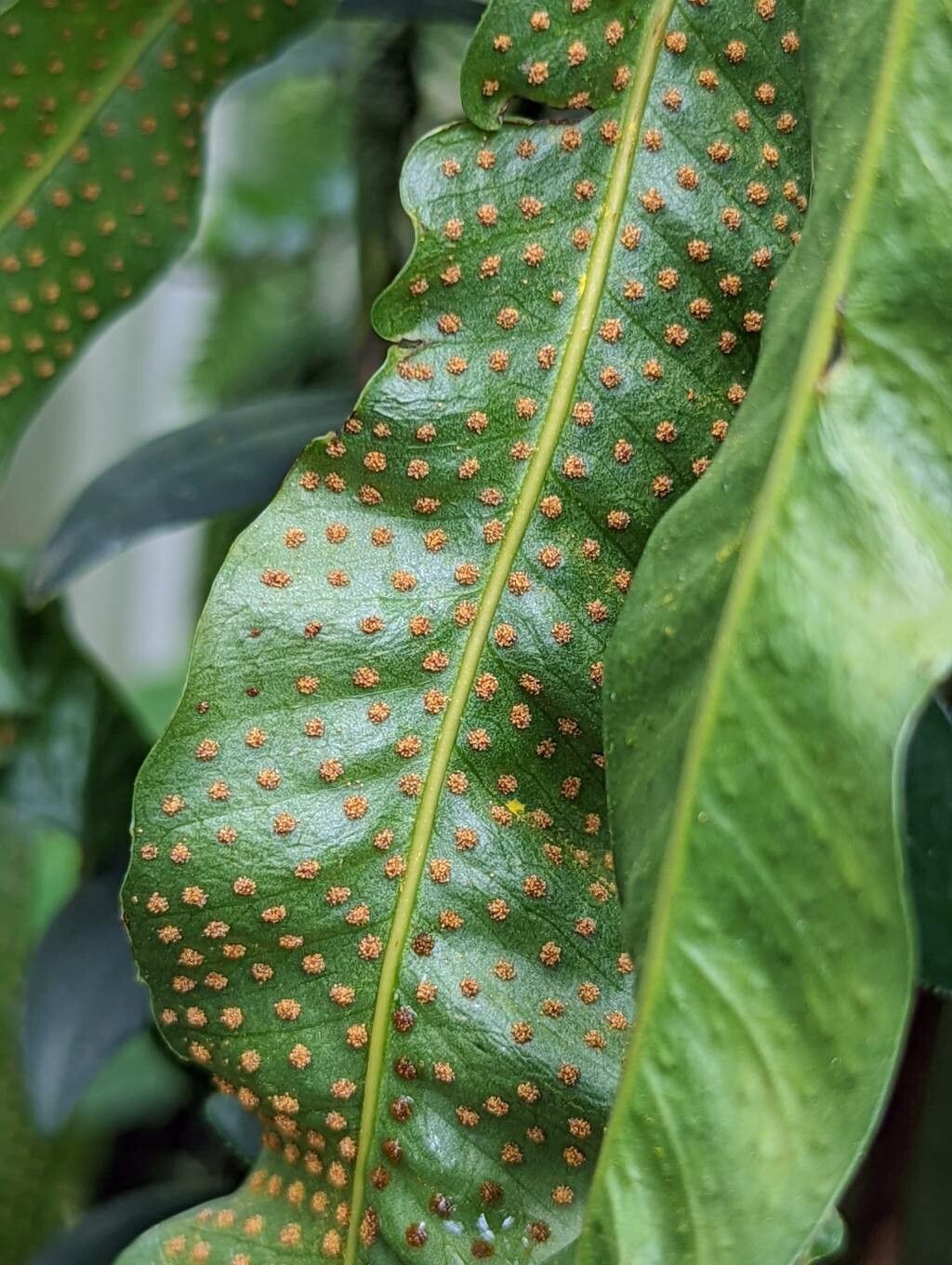 Campyloneurum xalapense fruit
