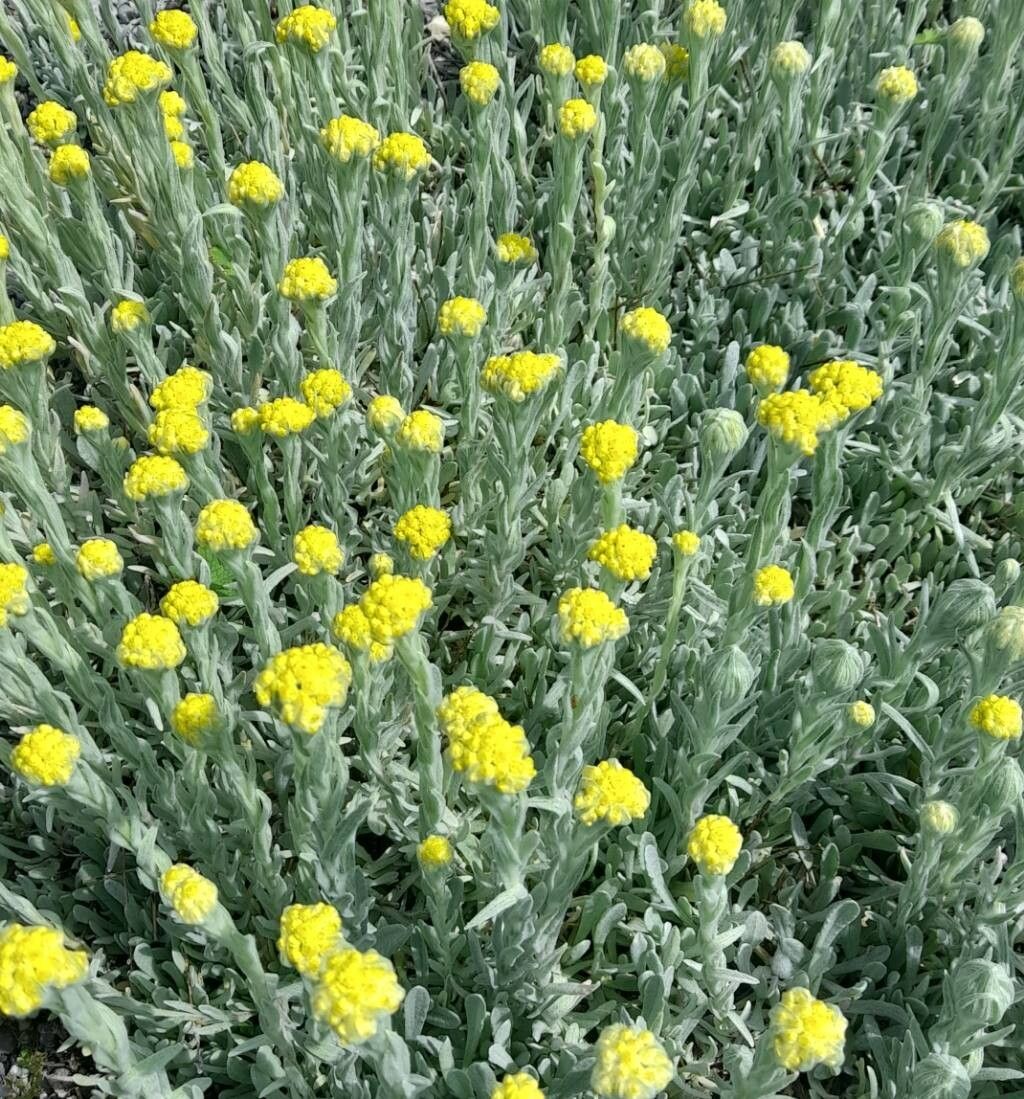 Helichrysum compactum habit