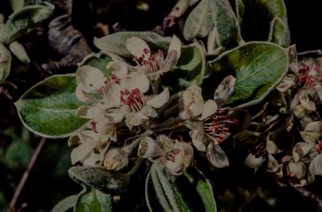 Pyrus pyraster flower