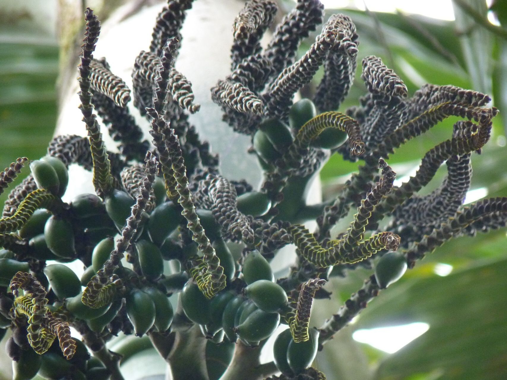 Cyphophoenix fulcita fruit