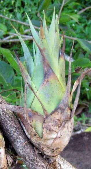 Tillandsia tillii — houseplant care guide