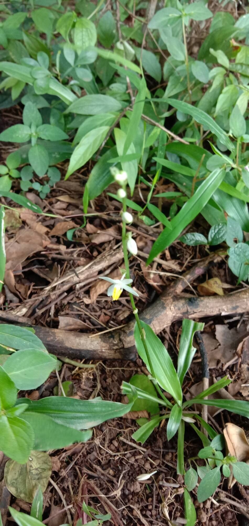 Chlorophytum nimmonii habit
