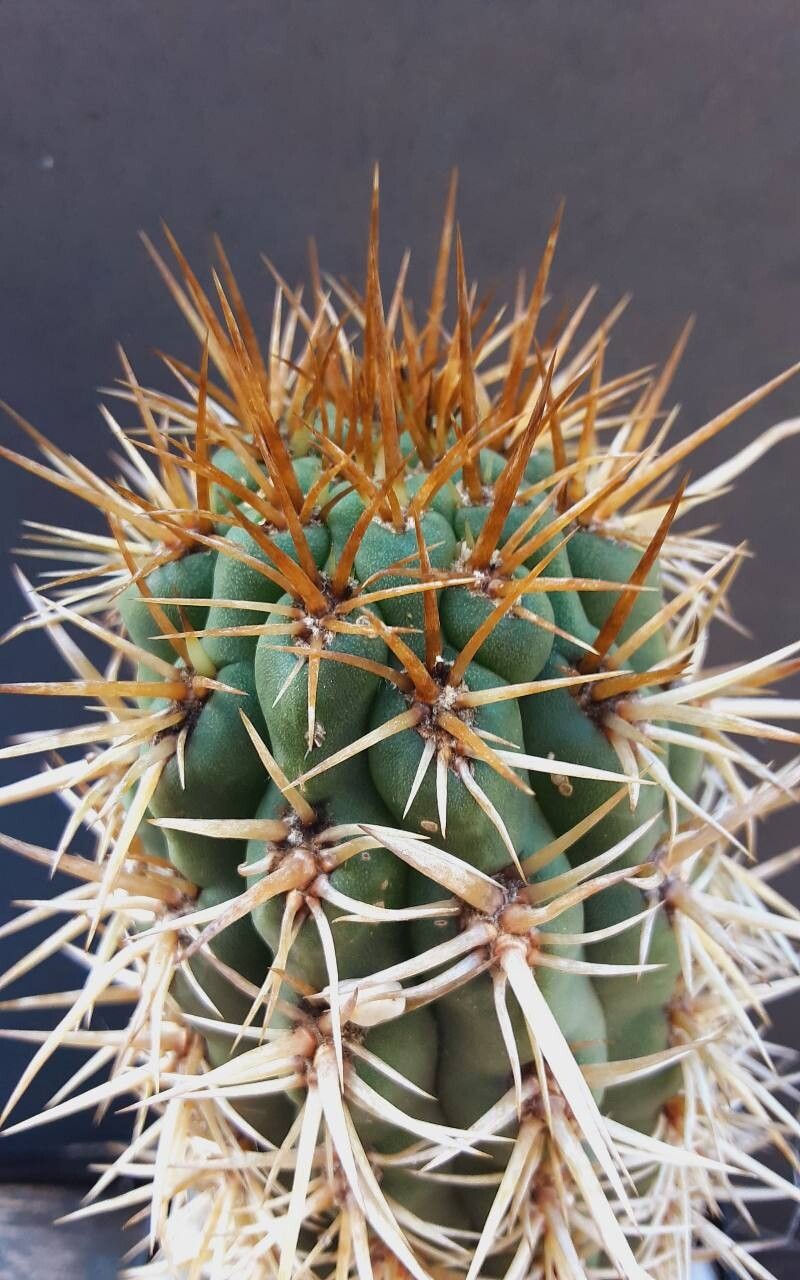 Leucostele undulosa other