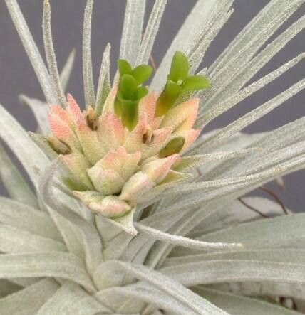 Tillandsia mauryana — houseplant care guide