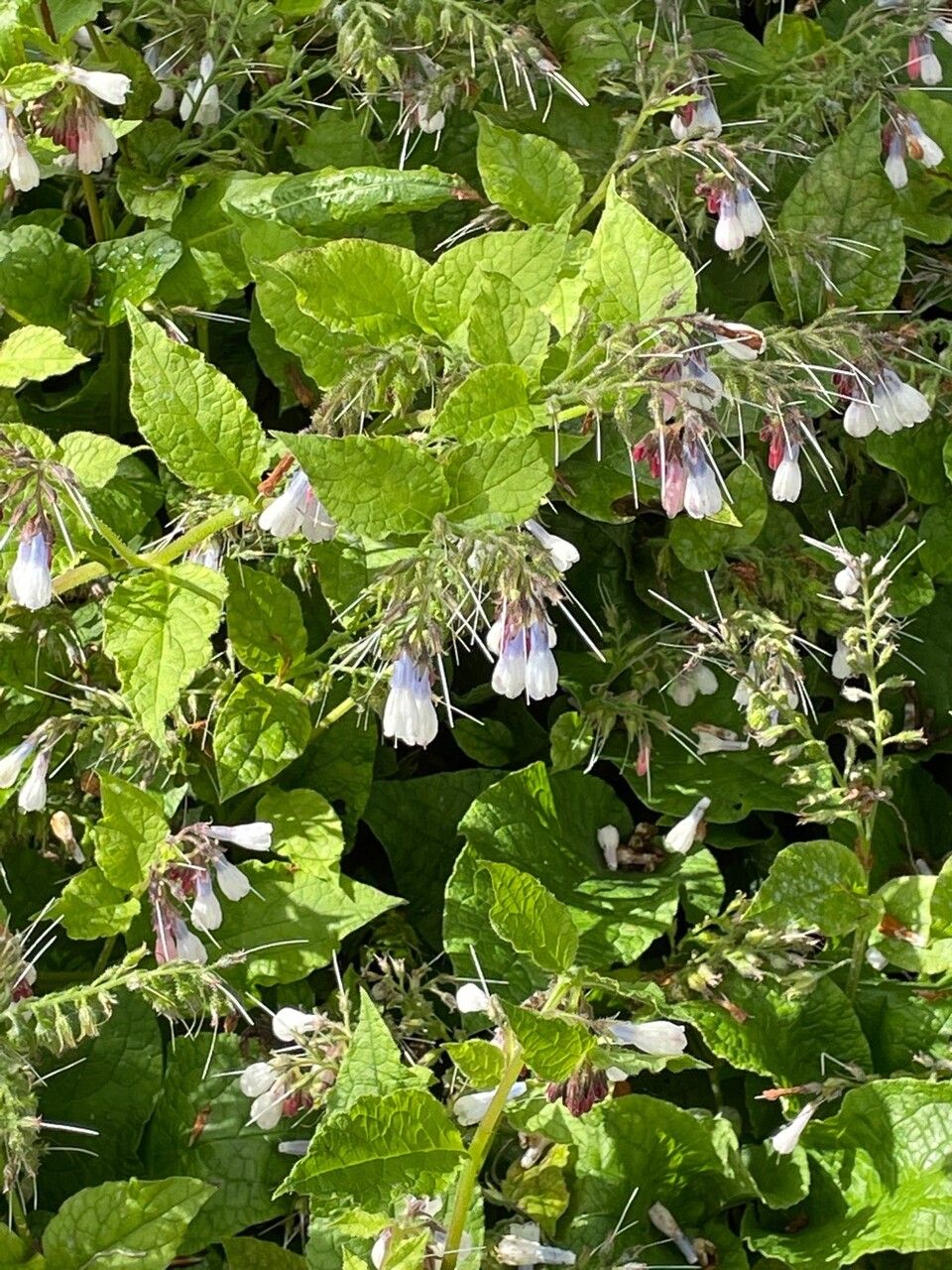 Symphytum × hidcotense flower