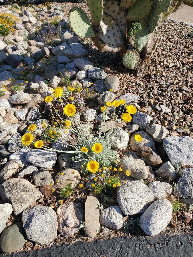 Baileya multiradiata — search result for 'Central to southwestern United States'