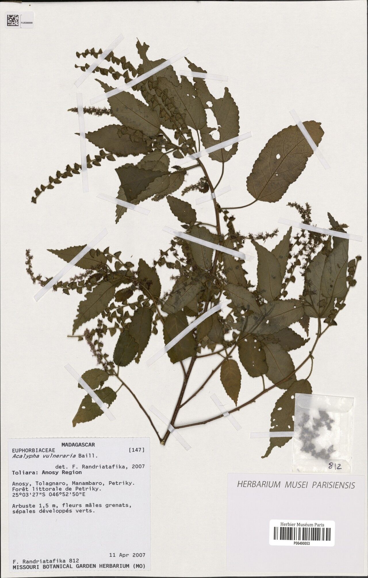 Acalypha vulneraria — houseplant care guide