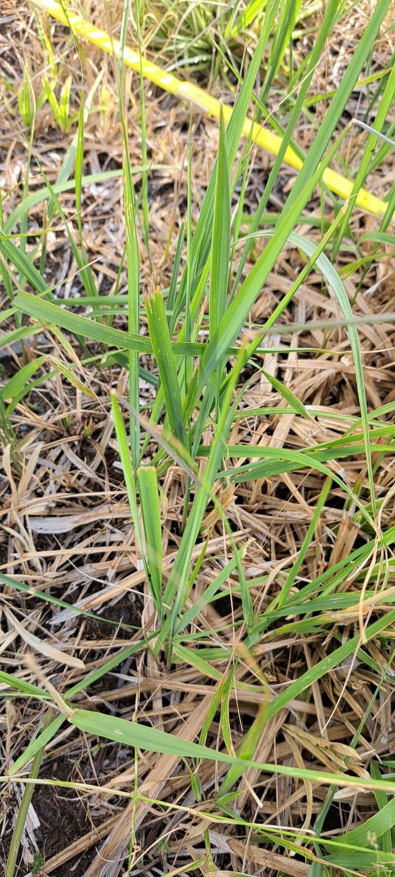 Chloris truncata — houseplant care guide