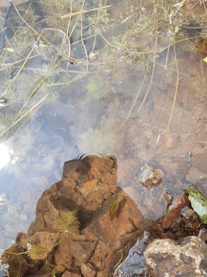 Limnophila indica leaf