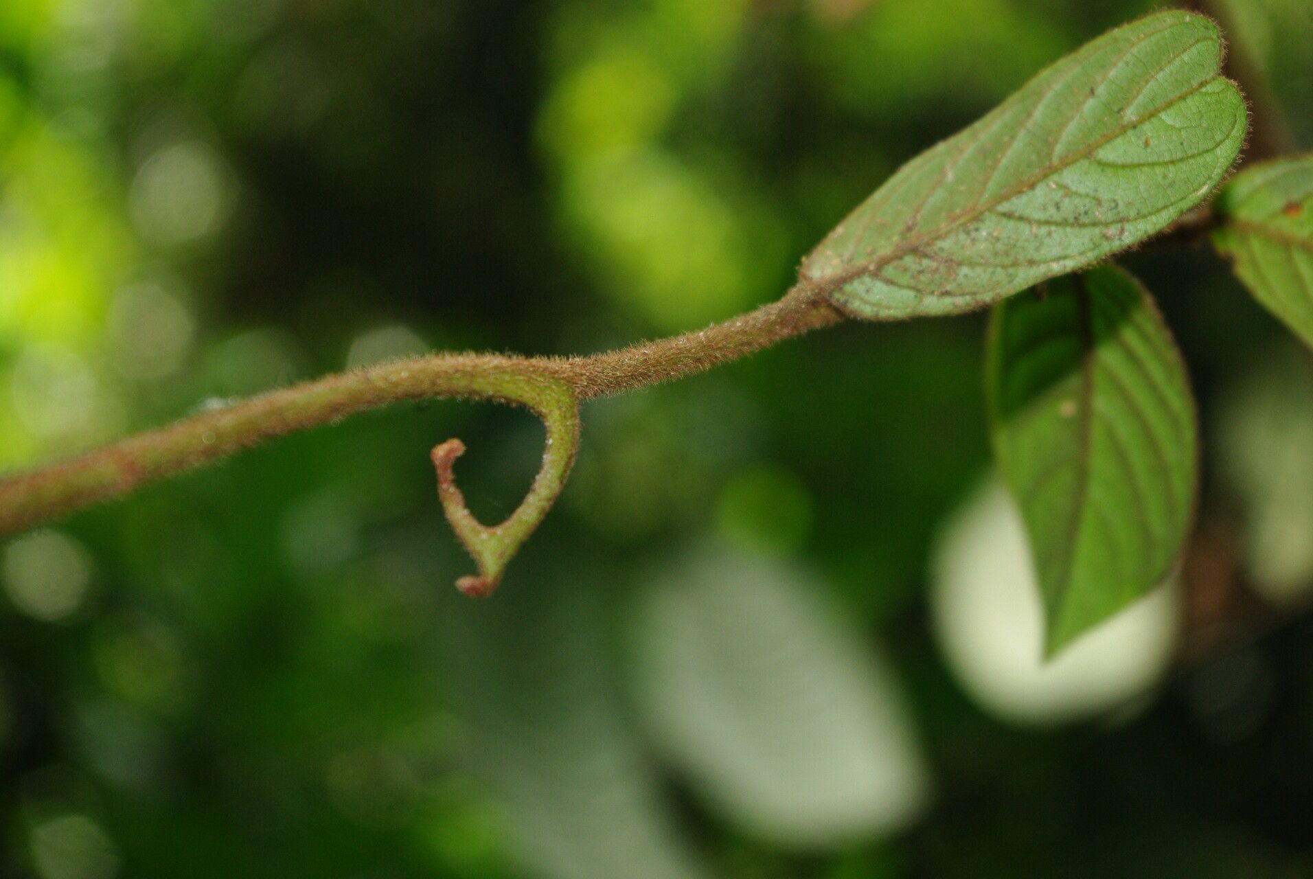 Artabotrys thomsonii other