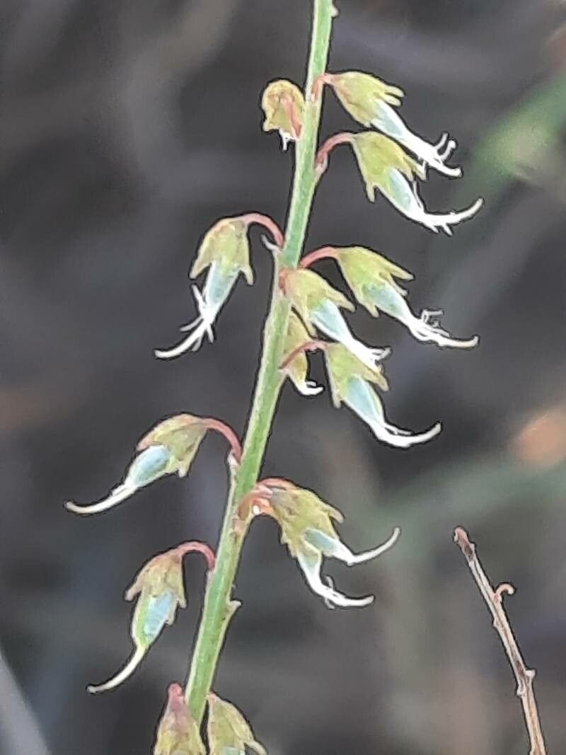 Melilotus spicatus fruit
