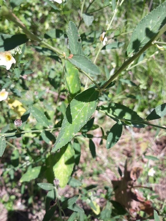 Sida spinosa leaf