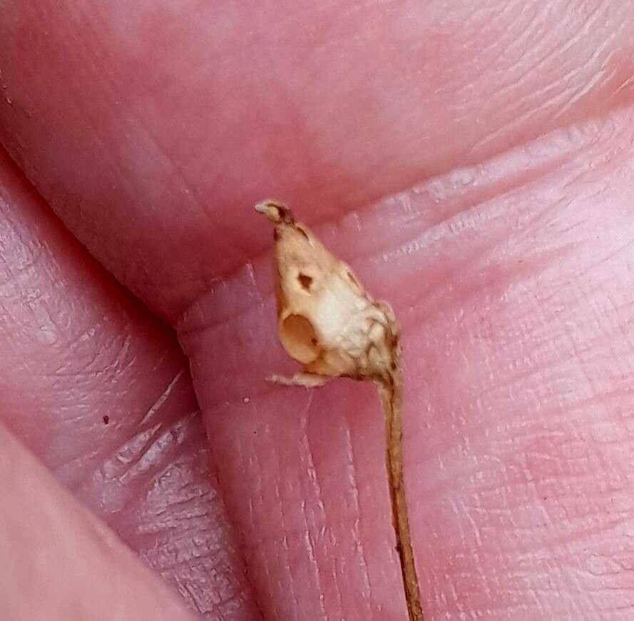 Pinguicula vulgaris fruit