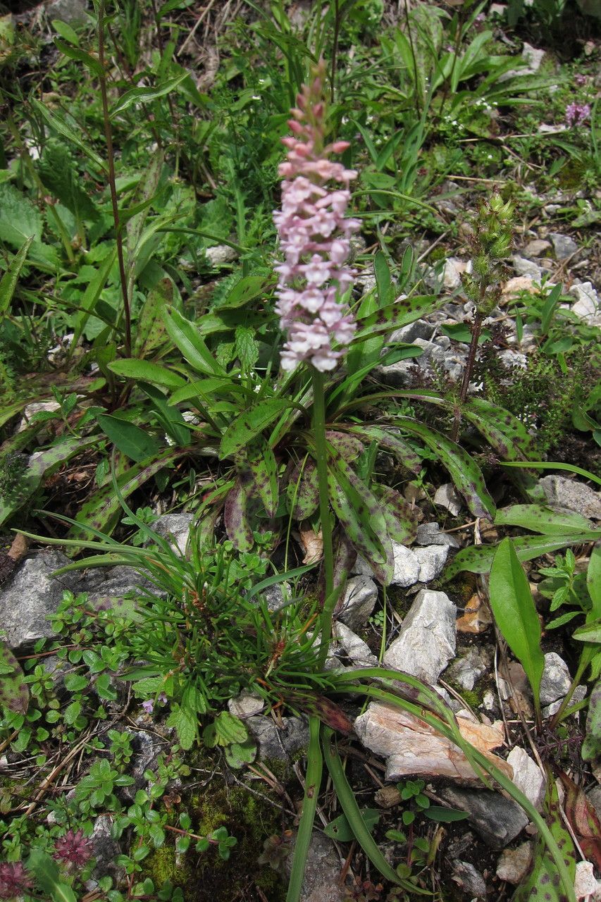 Gymnadenia odoratissima — houseplant care guide