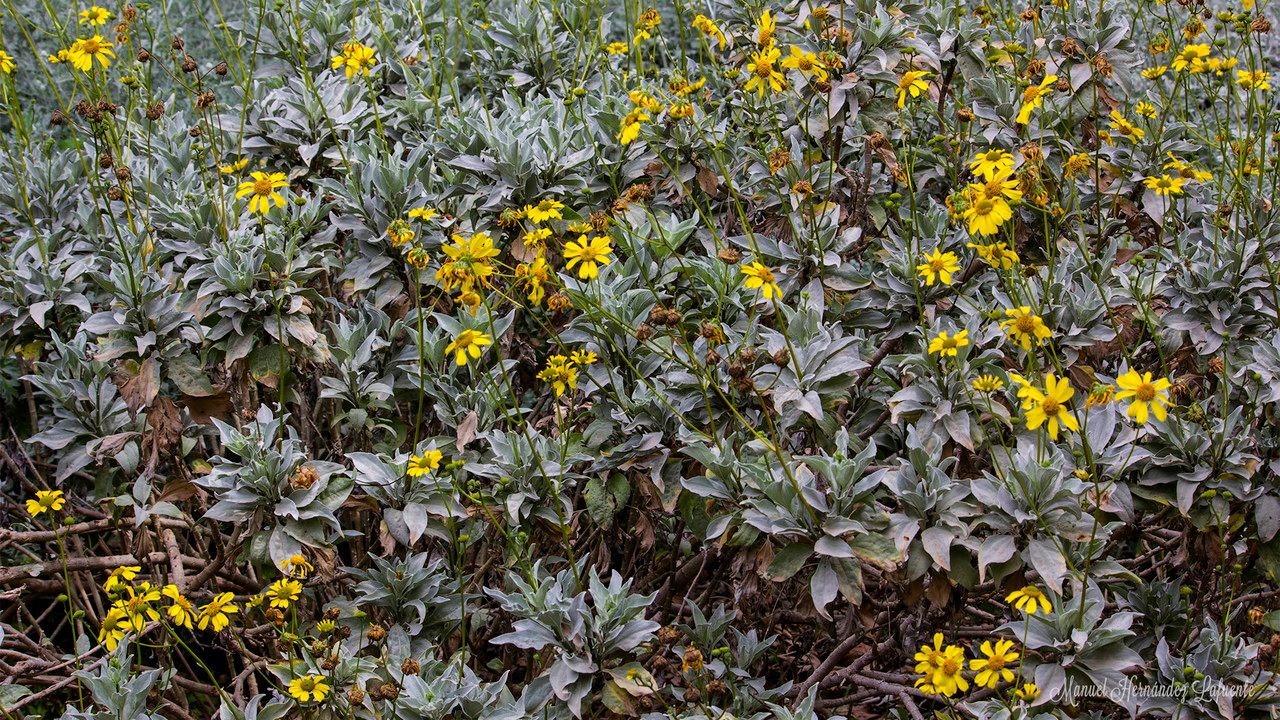 Encelia farinosa bark