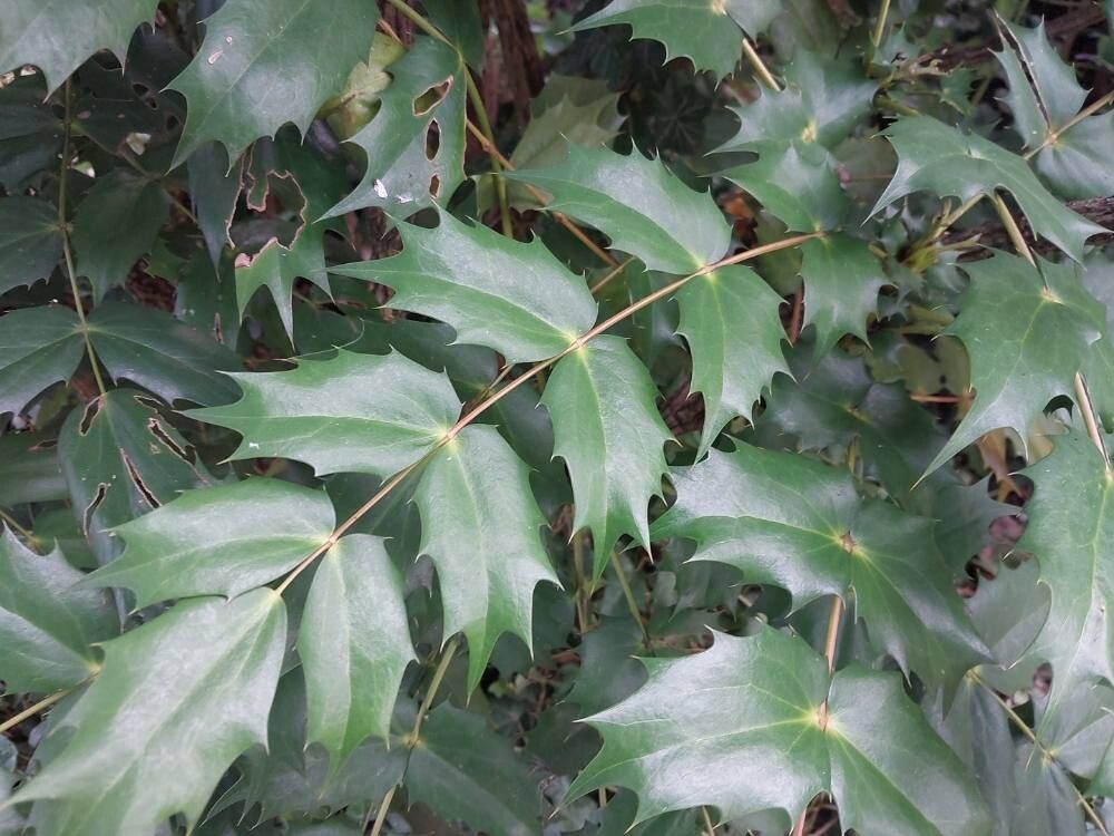 Berberis × media — search result for 'Berberis'