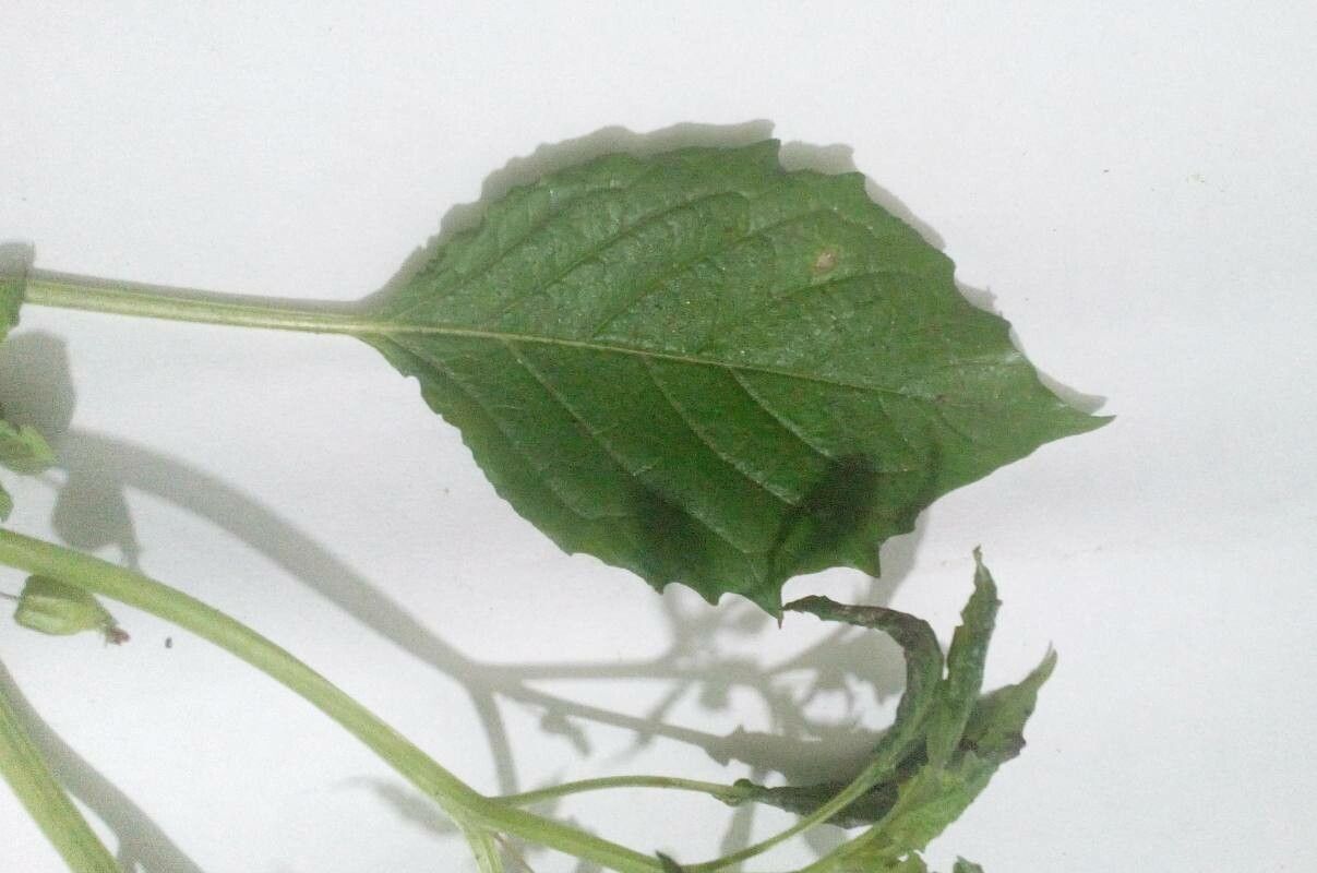 Physalis minima — search result for 'Physalis'