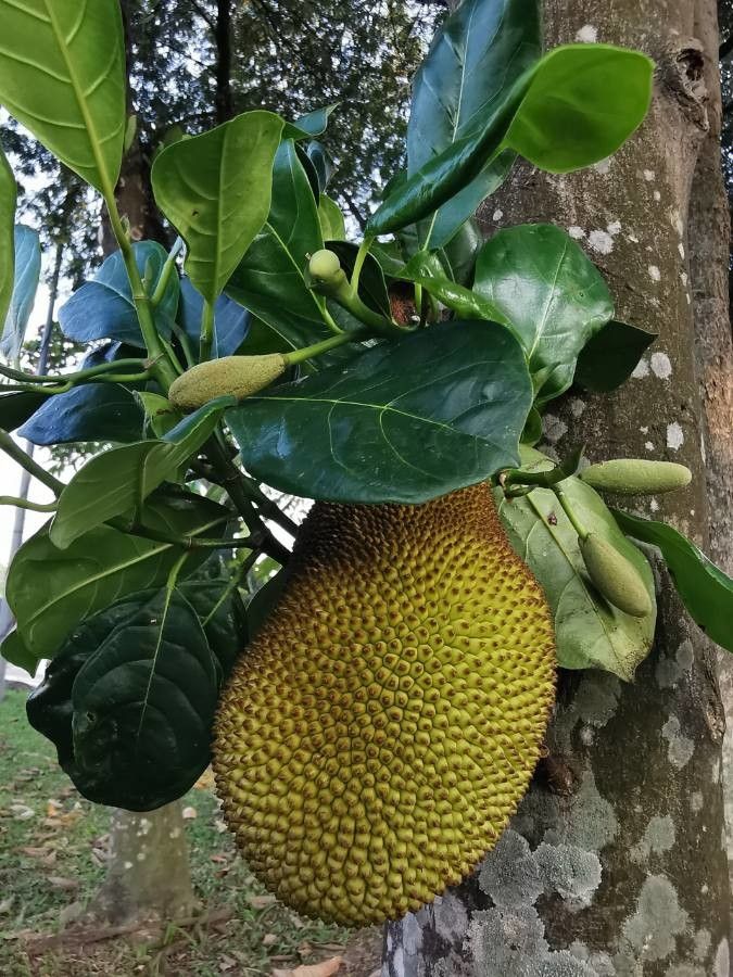 Artocarpus integer leaf