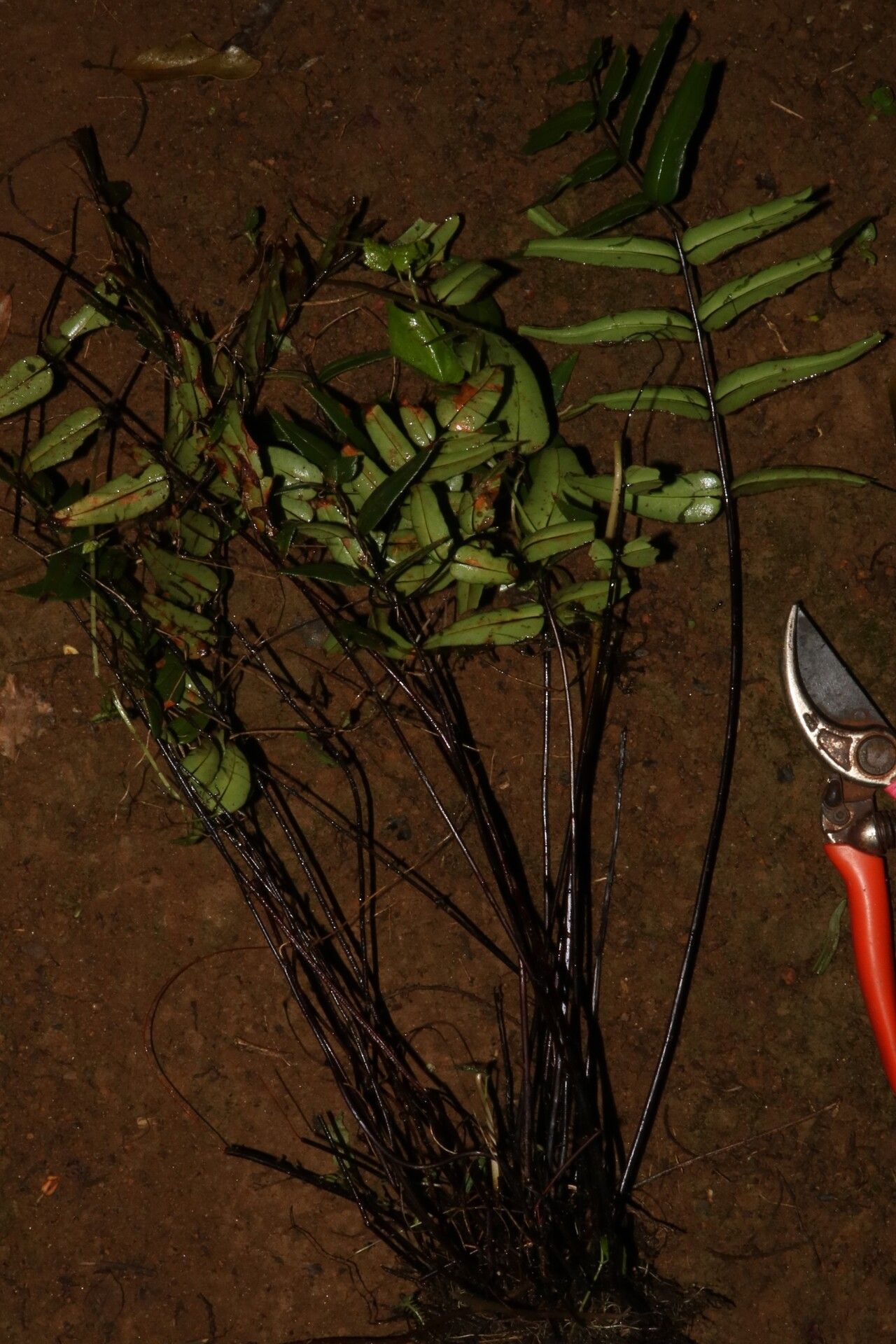 Hemionitis doniana habit