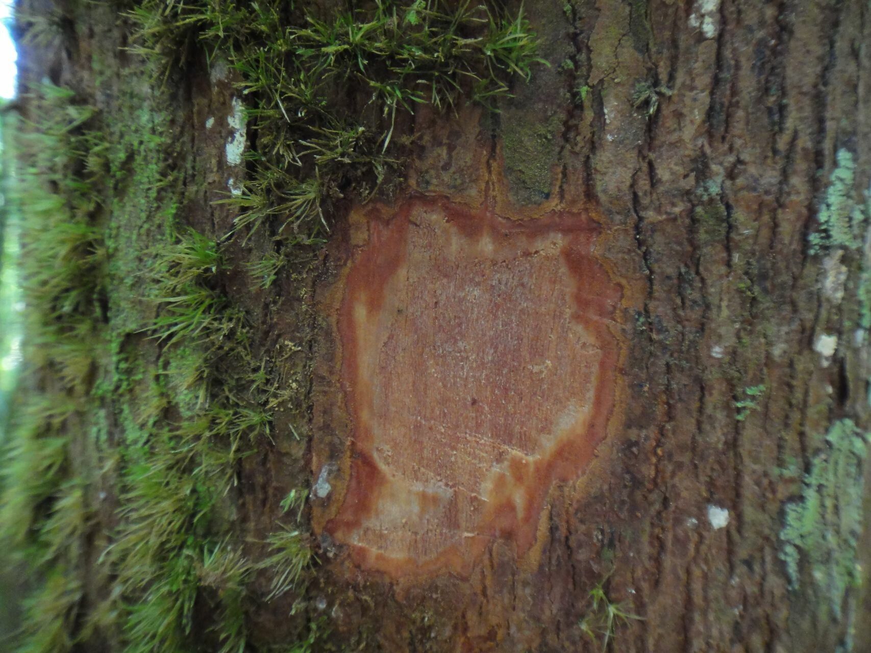 Cryptocarya macrodesme bark