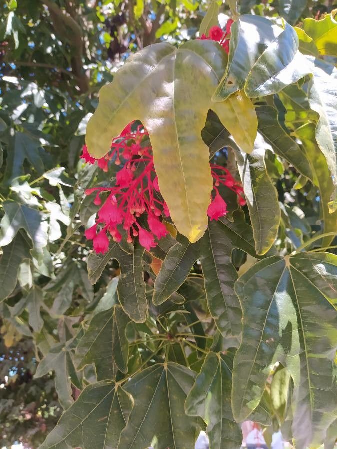 Brachychiton acerifolius fruit