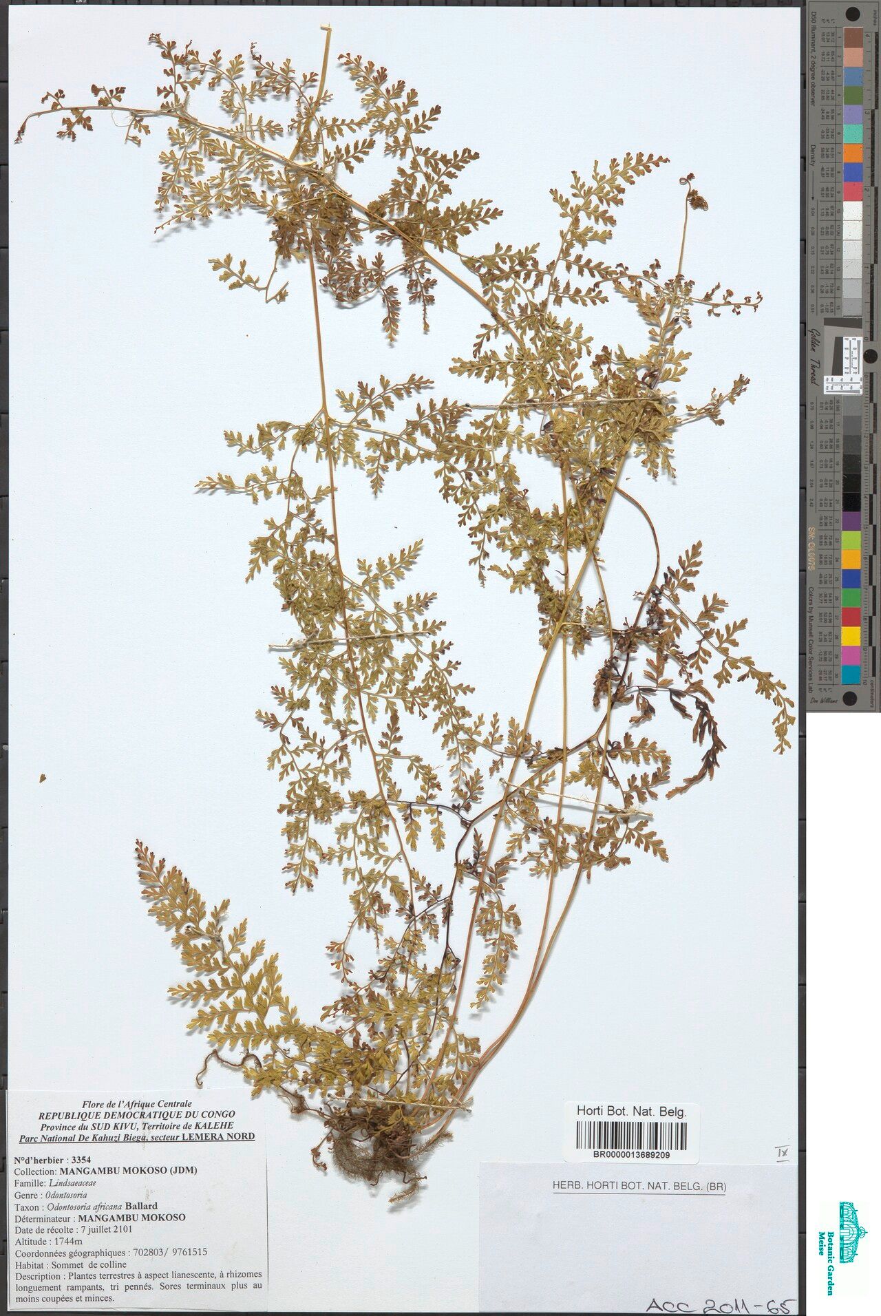 Odontosoria africana — related species from the same genus