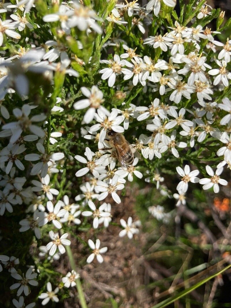 Olearia ramulosa — search result for 'Olearia'